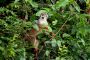 Amazonas06 - 145 * Common Squirrel Monkey.